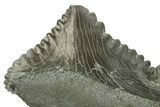 Bizarre Shark (Edestus) Jaw Section with Teeth - Carboniferous #269659-2